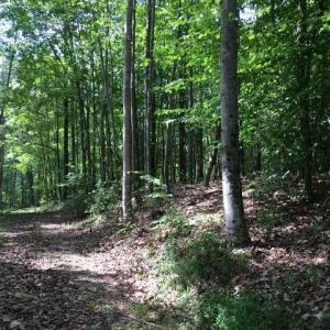 Photo #18 of Sheets, Germanton, NC 26.8 acres