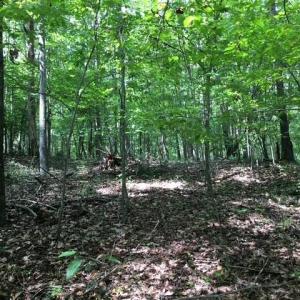 Photo #15 of Sheets, Germanton, NC 26.8 acres