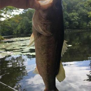 Photo #29 of Sheets, Germanton, NC 26.8 acres