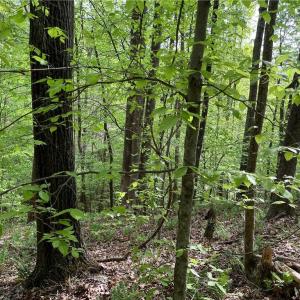 Photo #8 of Sheets, Germanton, NC 26.8 acres