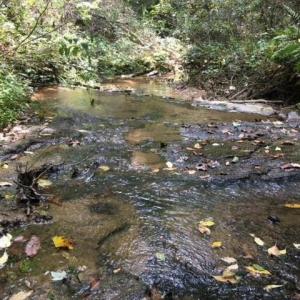 Photo #21 of Sheets, Germanton, NC 26.8 acres