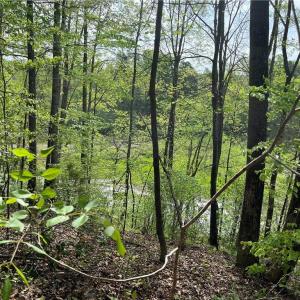 Photo #11 of Sheets, Germanton, NC 26.8 acres