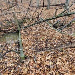 Unpermitted bridge across stream