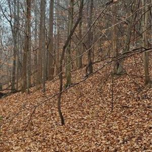 Photo #36 of 347 Wray, Stoneville, NC 40.1 acres