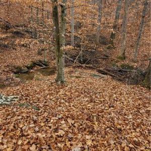 Photo #20 of 347 Wray, Stoneville, NC 40.1 acres