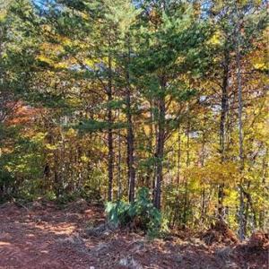 Photo #9 of 347 Wray, Stoneville, NC 40.1 acres