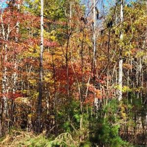 Photo #10 of 347 Wray, Stoneville, NC 40.1 acres