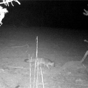 Photo #41 of 347 Wray, Stoneville, NC 40.1 acres