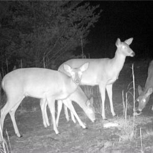 Photo #40 of 347 Wray, Stoneville, NC 40.1 acres