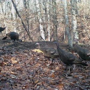 Photo #39 of 347 Wray, Stoneville, NC 40.1 acres