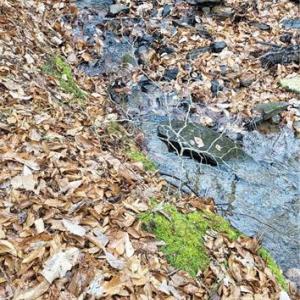 Photo #29 of 347 Wray, Stoneville, NC 40.1 acres