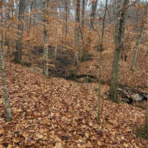 Photo #21 of 347 Wray, Stoneville, NC 40.1 acres