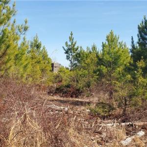 Photo #18 of 420 Tuckertown, New London, NC 142.5 acres