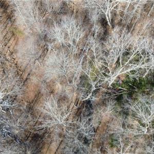 Photo #10 of Valley Level, Reidsville, NC 19.3 acres