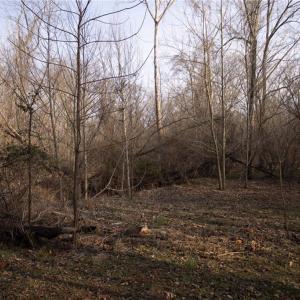 Photo #14 of Reynolda, Pfafftown, NC 13.1 acres