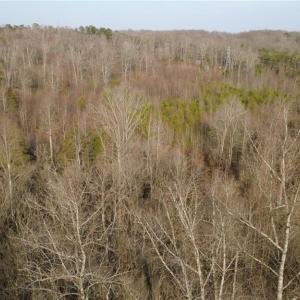 Photo #4 of Reynolda, Pfafftown, NC 13.1 acres