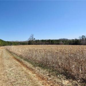 Field 4 and farm road leading to dear blind and access to Haw River