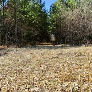 Field 4 with the old farm road for access
