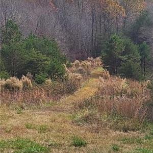 Photo #22 of 1324 Hardie Mabe, Danbury, NC 50.5 acres