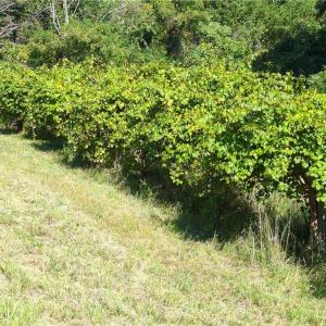 Photo #19 of 1324 Hardie Mabe, Danbury, NC 50.5 acres