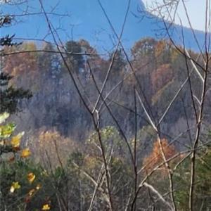 Photo #22 of 1324 Hardie Mabe, Danbury, NC 50.5 acres