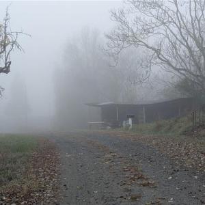 Photo #28 of 1324 Hardie Mabe, Danbury, NC 50.5 acres