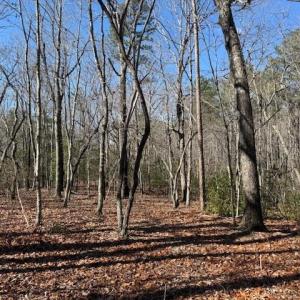 Photo #2 of Thayer, Troy, NC 4.4 acres