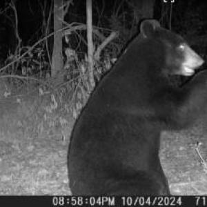 Pictures of wildlife on the property, a bear at night.