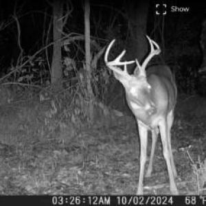Pictures of wildlife on the property, a buck at night.