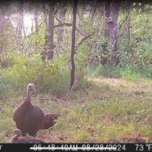 Pictures of wildlife on the property, a turkey roaming around during the day.