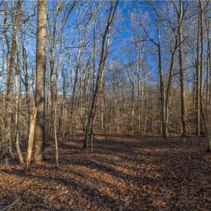 Photo #16 of 21 NC Highway 704, Madison, NC 15.0 acres