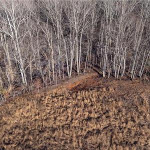 Photo #12 of 21 NC Highway 704, Madison, NC 15.0 acres