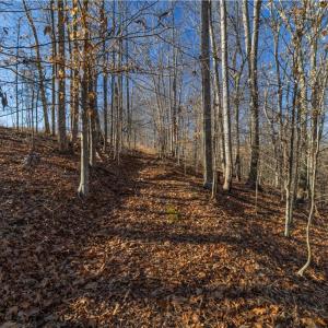Photo #15 of 21 NC Highway 704, Madison, NC 15.0 acres
