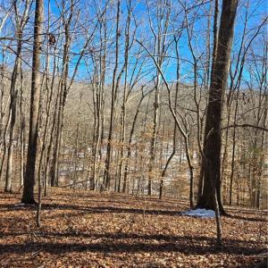 Photo #4 of Beechwood, Asheboro, NC 22.9 acres