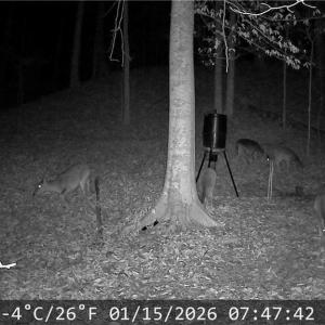 Deer