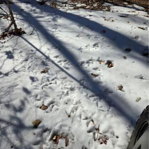 Tracks