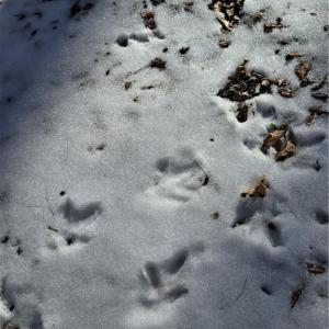 Tracks