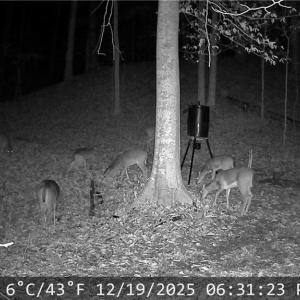 Deer