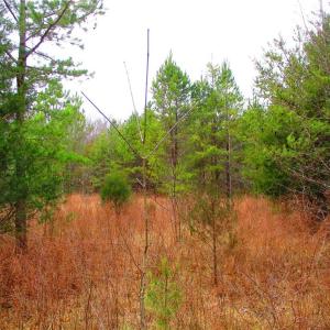 This land used to be a hayfield. Saplings....