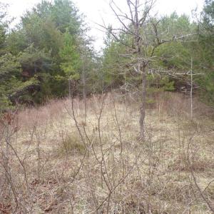 Photo #11 of 1809 Alamance Church, Greensboro, NC 16.4 acres
