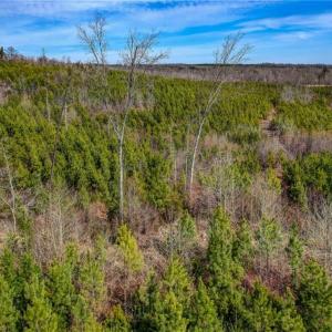 Photo #12 of Lick Fork Creek, Reidsville, NC 96.3 acres