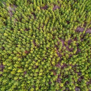 Photo #7 of Lick Fork Creek, Reidsville, NC 96.3 acres