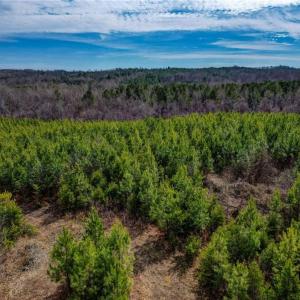 Photo #9 of Lick Fork Creek, Reidsville, NC 96.3 acres