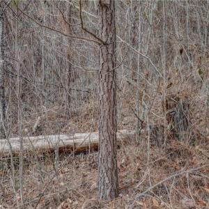Photo #31 of Lick Fork Creek, Reidsville, NC 96.3 acres