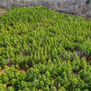 Photo #8 of Lick Fork Creek, Reidsville, NC 96.3 acres