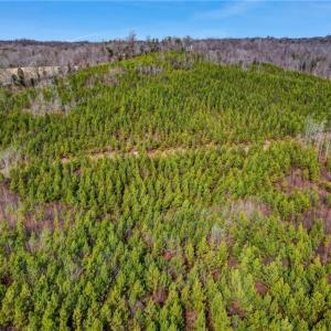 Photo #26 of Lick Fork Creek, Reidsville, NC 96.3 acres