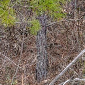 Photo #30 of Lick Fork Creek, Reidsville, NC 96.3 acres