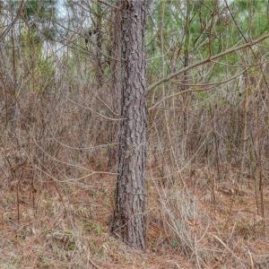 Photo #32 of Lick Fork Creek, Reidsville, NC 96.3 acres