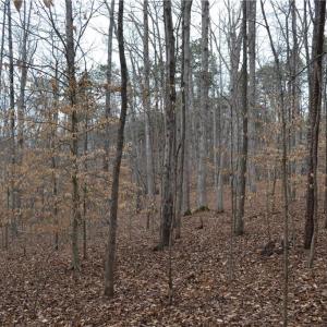 Photo #17 of 17.2 Acres Davie, Madison, NC 17.2 acres