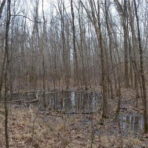 Photo #12 of 17.2 Acres Davie, Madison, NC 17.2 acres